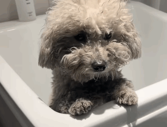 R1711008 saw an abandoned puppy on road then (Part 2)