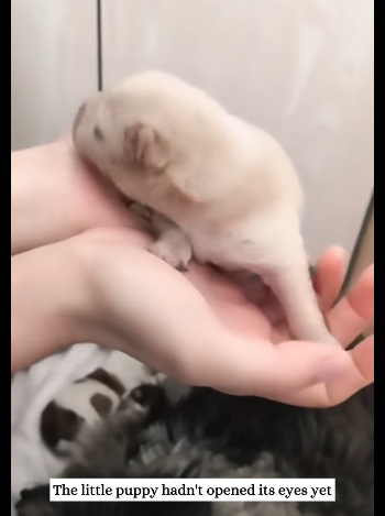 R1711011 saw dog at my doorstep then (Part 2)