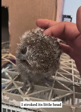 R1711005 found little owl had flown into my house then (Part 2)