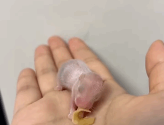 R1711006 On rainy day saw baby hamster on road then (Part 2)