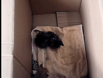 R1711007 On rainy day,I saw two kittens on road (Part 2)