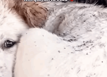 Por romper un Plato de Cristal..Casi nos quitan la Vida (Part 2)