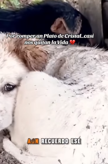 Por romper un Plato de Cristal..Casi nos quitan la Vida (Part 2)