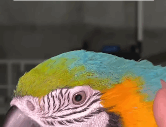 R1611004 saw poor parrot fall into trash can (Part 2)