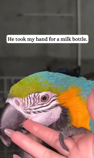 R1611004 saw poor parrot fall into trash can (Part 2)