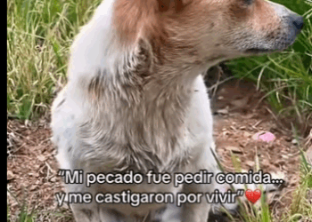 Mi pecado fue pedir comida me castigaron por vivir (Parte 2)