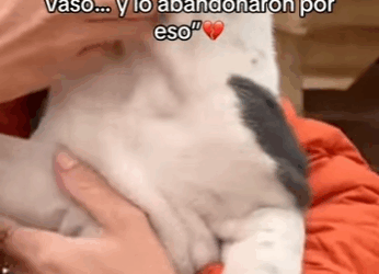 Su crimen fue romper un vaso lo abandonaron por eso (Parte 2)