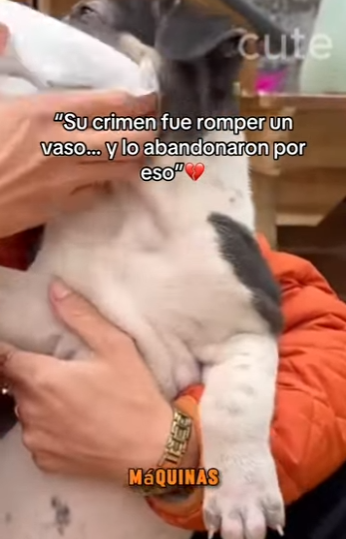 Su crimen fue romper un vaso lo abandonaron por eso (Parte 2)