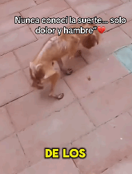 Nunca conocí la suerte solo dolor hambre (Parte 2)