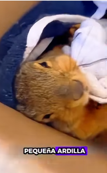 R2411003 Ardillas de rescate (Parte 2)