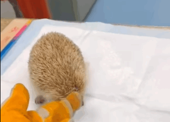 R2411002 Erizo de rescate (Parte 2)