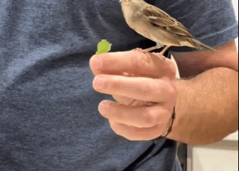 R2411001 Gorriones de rescate (Parte 2)