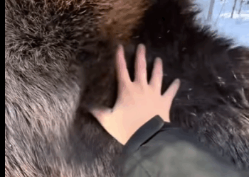 R2411006 Rescatar al alce (Parte 2)