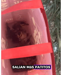 R2411004 Patos rescatados (Parte 2)