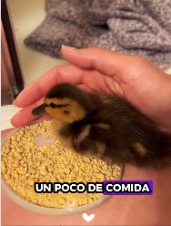 A2411003 Patos de rescate (Parte 2)