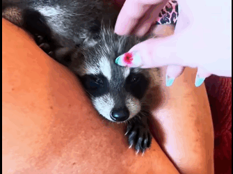 A2411002 Rescatar mapaches (Parte 2)