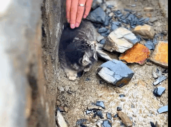 A2411001 Rescata al gato de Pallas (Parte 2)