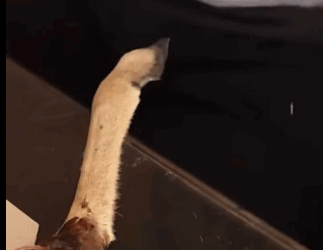 A2411005 Rescate de ciervos (Parte 2)