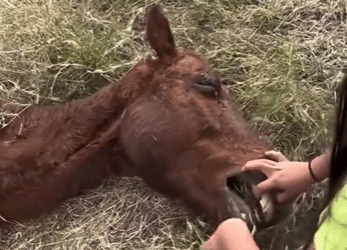 A2411006 Rescatar un caballo moribundo (Parte 2)