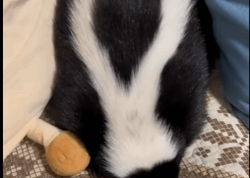 found shivering skunk on road #animals#rescue#fyp#skunk part2