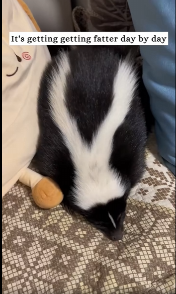 found shivering skunk on road #animals#rescue#fyp#skunk part2