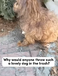 A2511006 rescue an abandoned dog (Part 2)