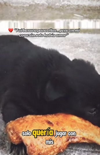 “Fui basura para ellos… pero en mi corazón solo había amor” (Part 2)