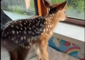found little deer had fallen into pit then #animals#rescue