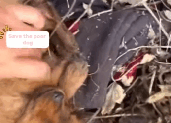 A2511009 Dog almost died because of being abandoned (Part 2)