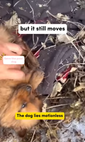 A2511009 Dog almost died because of being abandoned (Part 2)