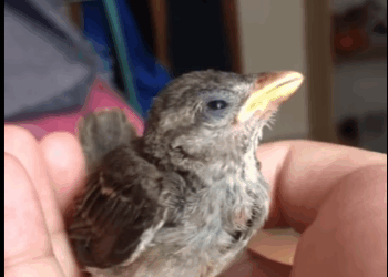 found little bird entangled by ants #animals#rescue#fyp#bird part2