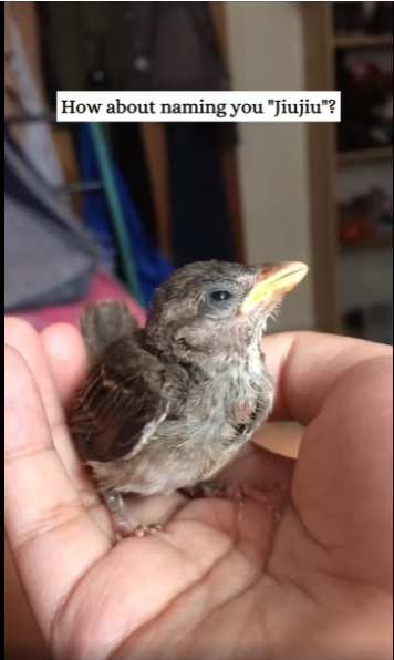 found little bird entangled by ants #animals#rescue#fyp#bird part2