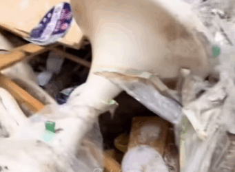 A2511012 Rescued four puppies abandoned in landfill (Part 2)