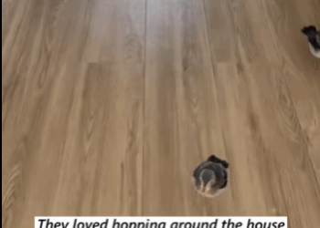 found nest of baby birds in trash then #animals#rescue part2