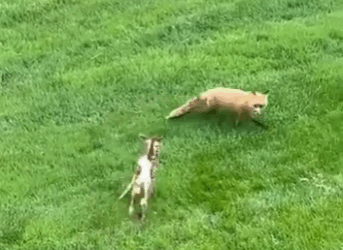 A2511002 Rescata al ciervo (Parte 2)