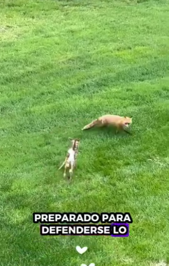 A2511002 Rescata al ciervo (Parte 2)