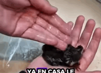 A2511004 Rescate gálago bebé (Parte 2)