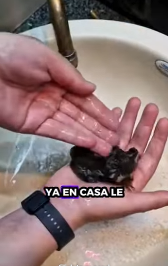 A2511004 Rescate gálago bebé (Parte 2)