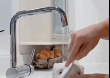 found very dirty little pig then #animals#rescue#fyp#pig part2