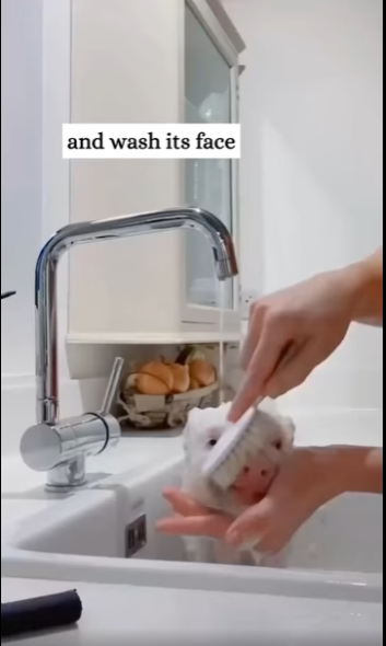 found very dirty little pig then #animals#rescue#fyp#pig part2