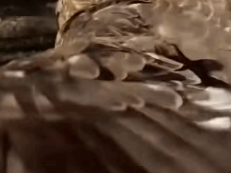 A2511003 Salvando un cernícalo (Parte 2)