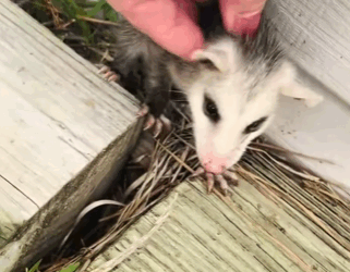 A2511005 Zarigüeyas de rescate (Parte 2)