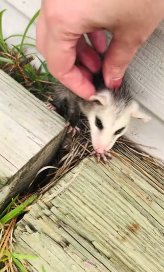 A2511005 Zarigüeyas de rescate (Parte 2)