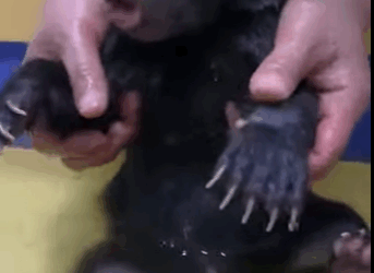 A2511001 rescate de un cachorro de oso negro (Parte 2)