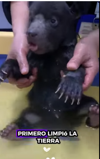 A2511001 rescate de un cachorro de oso negro (Parte 2)