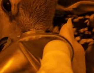 A2511006 Rescate de ciervos (Parte 2)