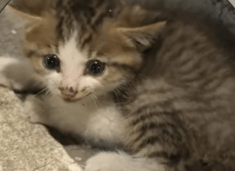 Gato rescatado (Part 2)