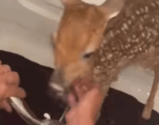 Rescata al ciervo (Parte 2)