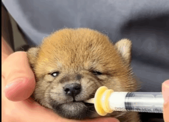 Perros de rescate (Parte 1)