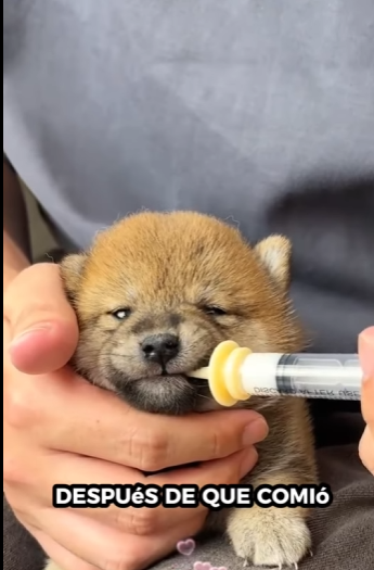 Perros de rescate (Parte 1)